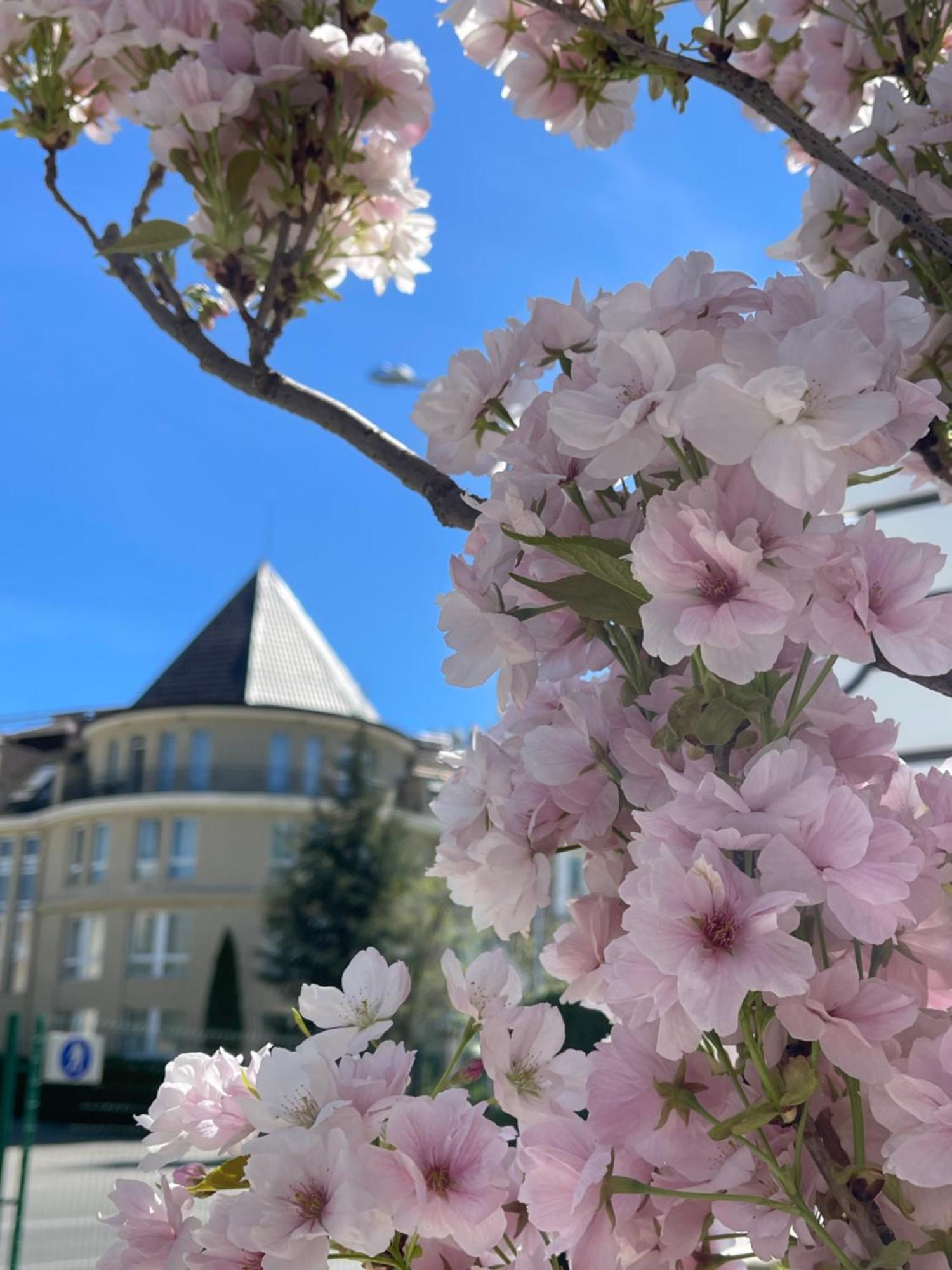 Maison Sofia - Mgallery Exterior photo Cherry blossoms in the neighborhood